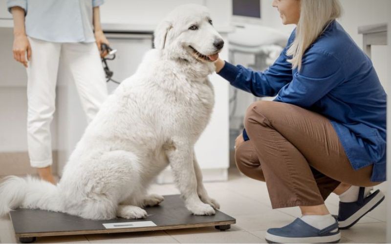 Het evalueren en monitoren van het gewicht van je huisdier